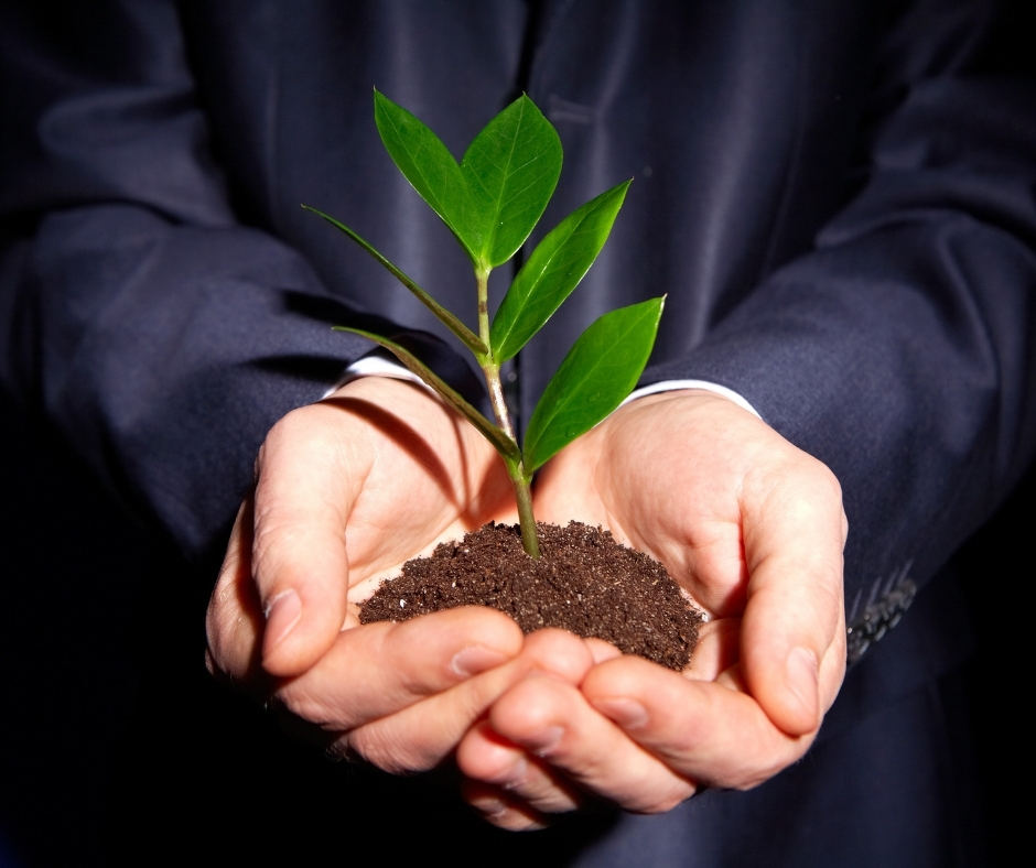 hands holding growing plant